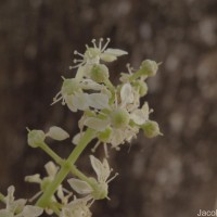 Chloroxylon swietenia DC.